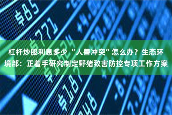杠杆炒股利息多少 “人兽冲突”怎么办？生态环境部：正着手研究制定野猪致害防控专项工作方案