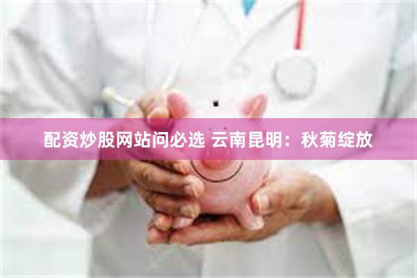 配资炒股网站问必选 云南昆明：秋菊绽放